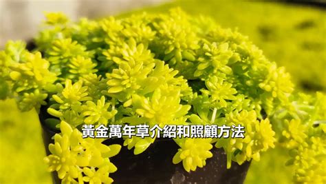 黃金萬年草花語|【黃金萬年草花語】迎來金運！黃金萬年草花語與照顧秘訣